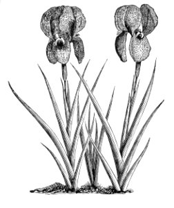 Iris susiana