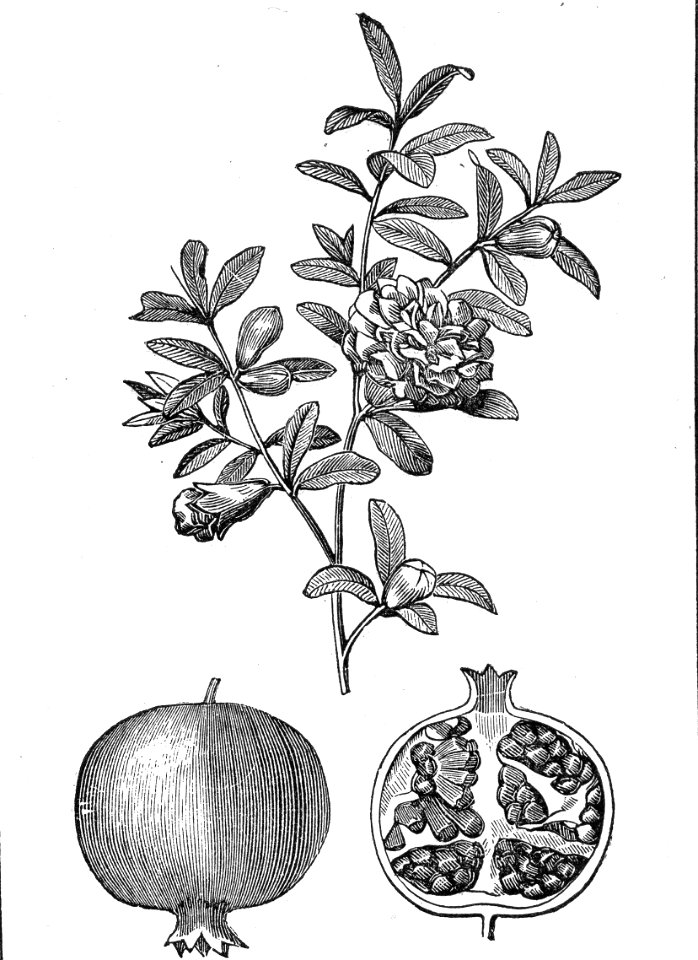 Pomegranate