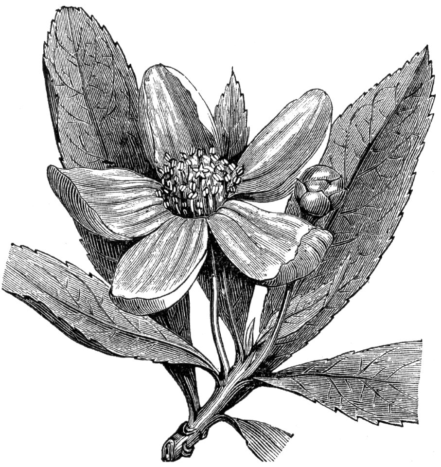 Franklinia