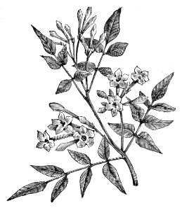 Common Jasmine