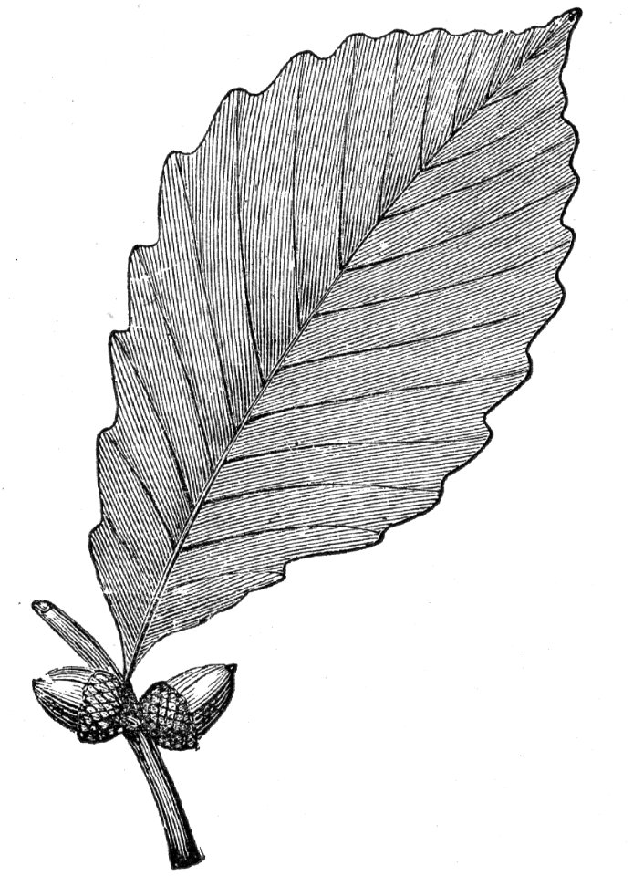 Chestnut Oak