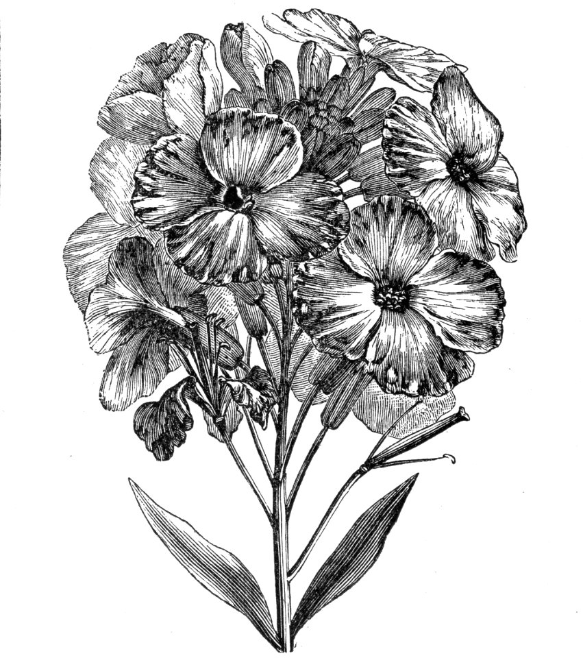 Aegean Wallflower