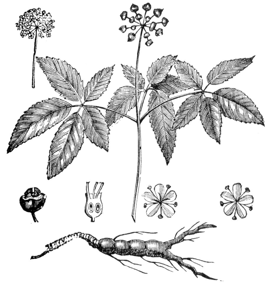 American Ginseng