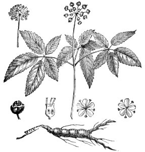American Ginseng