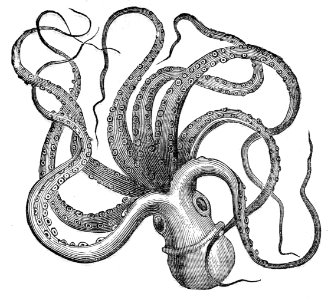 Common Octopus. Free illustration for personal and commercial use.