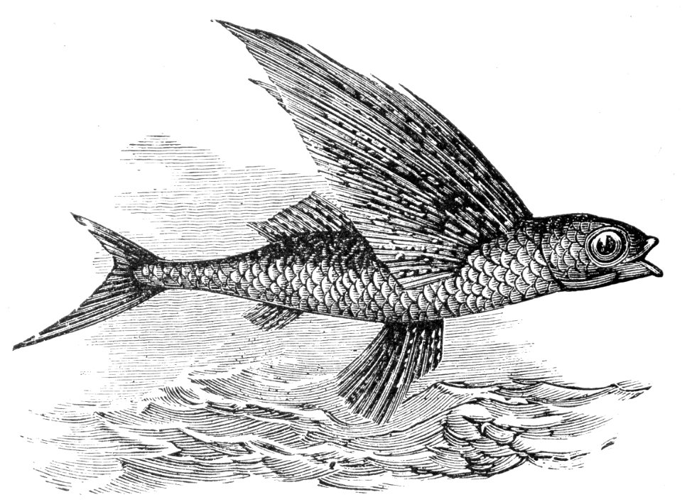 Tropical Two-Wing Flyingfish