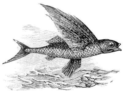 Tropical Two-Wing Flyingfish
