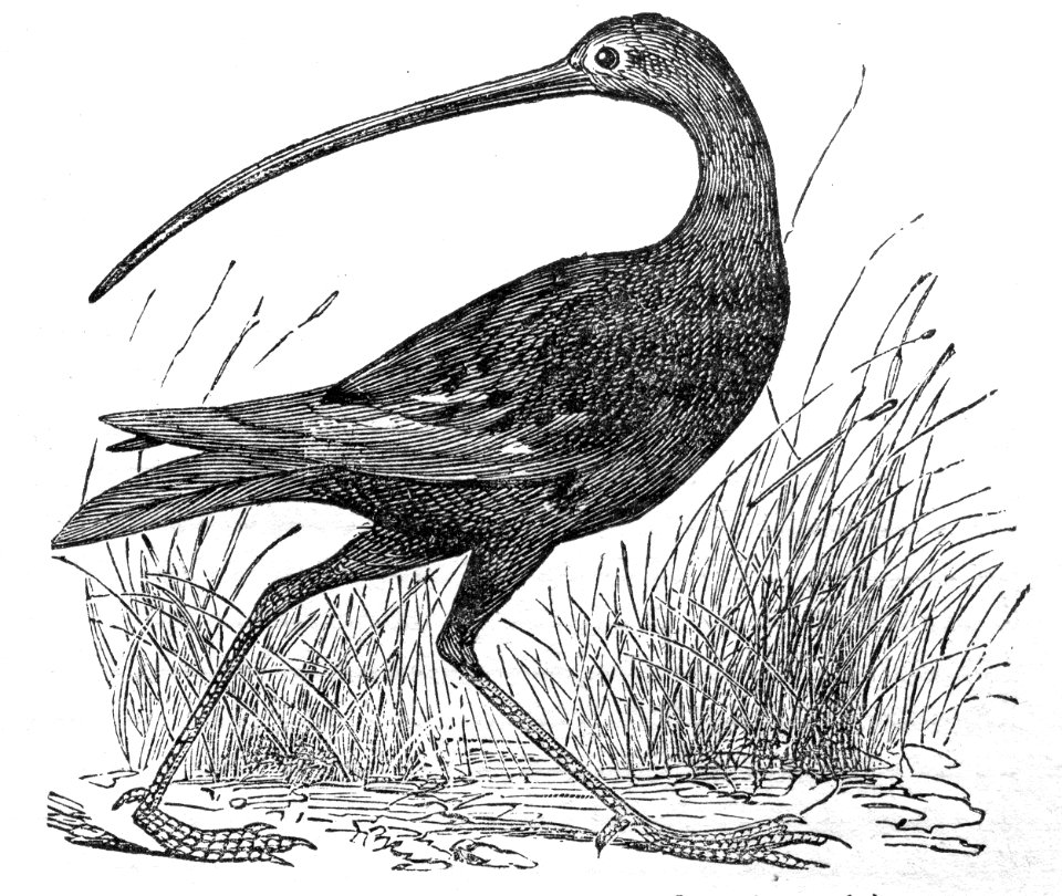 Long-Billed Curlew