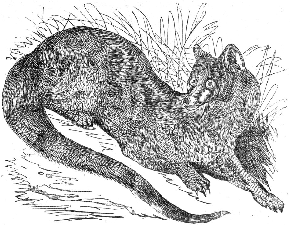 Common Genet