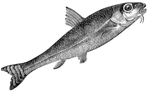 Gudgeon. Free illustration for personal and commercial use.