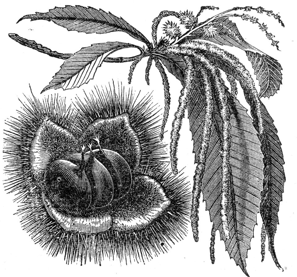 Sweet Chestnut