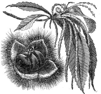 Sweet Chestnut