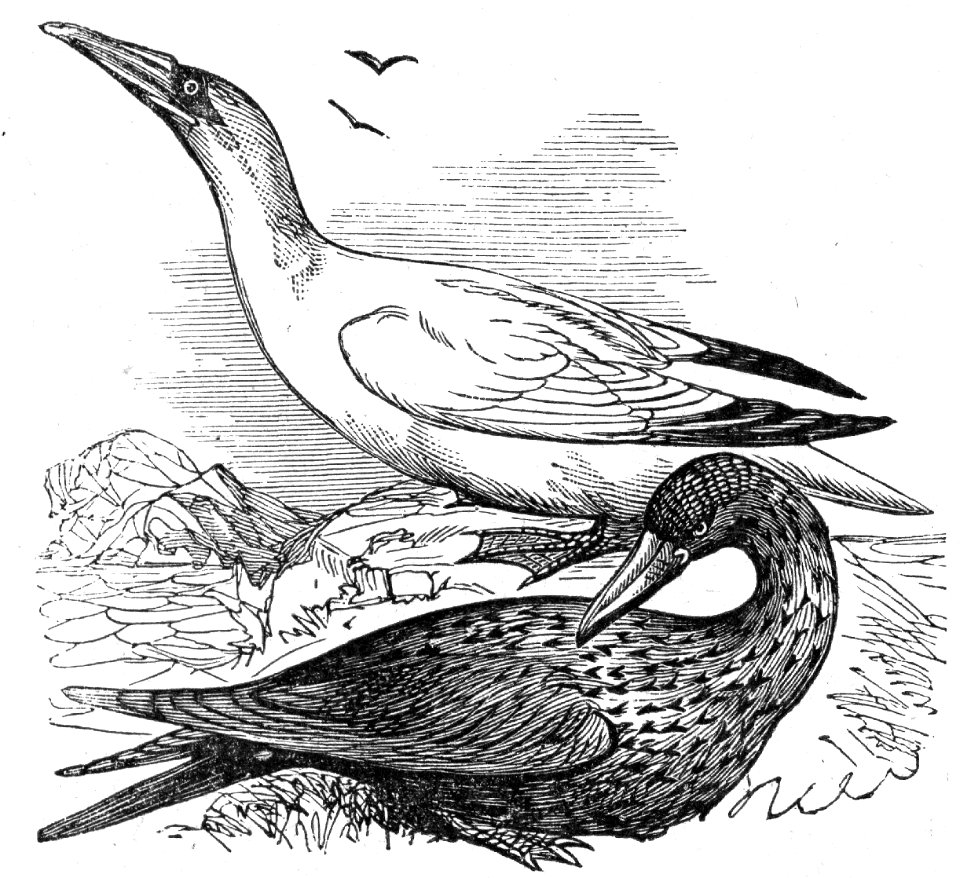 Northern Gannets