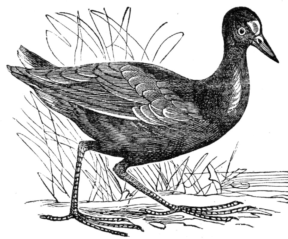 Common Moorhen