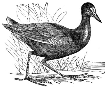 Common Moorhen. Free illustration for personal and commercial use.