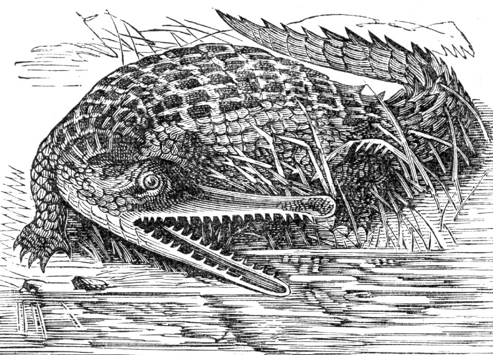 Gharial