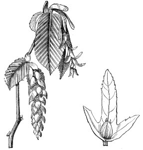Common Hornbeam