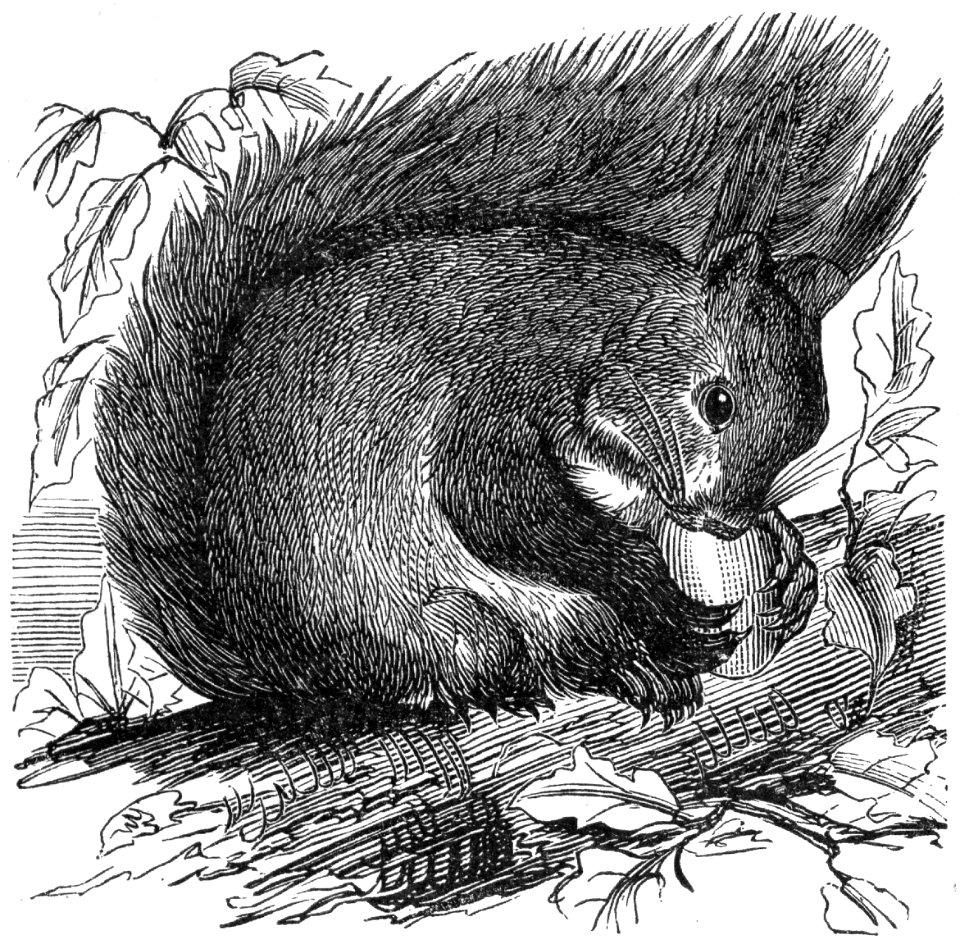 Red Squirrel