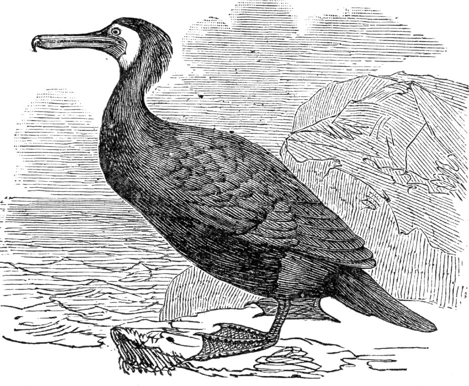 Great Cormorant