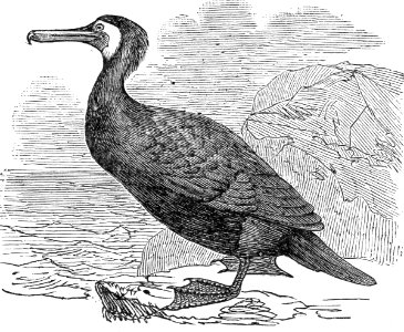 Great Cormorant. Free illustration for personal and commercial use.