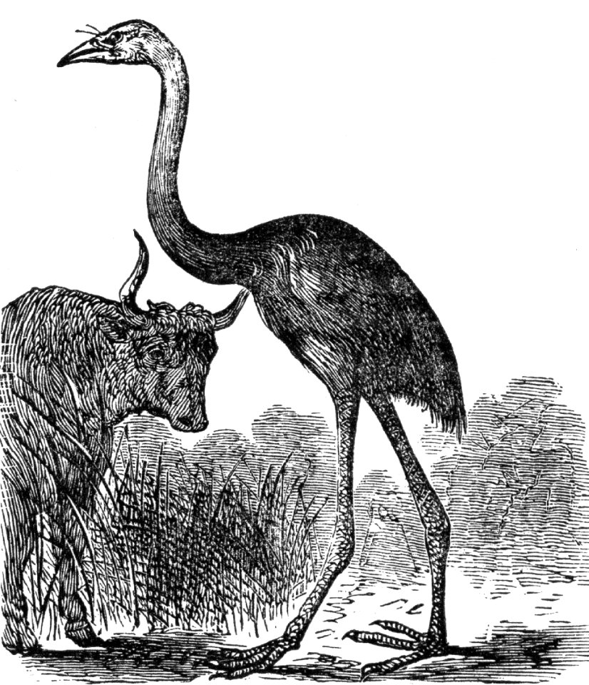 Giant Moa