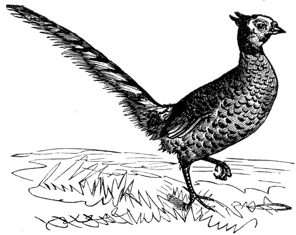 Common Pheasant