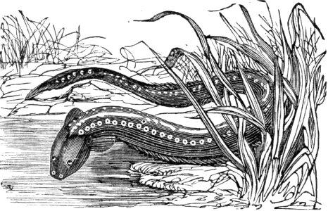 Electric Eel