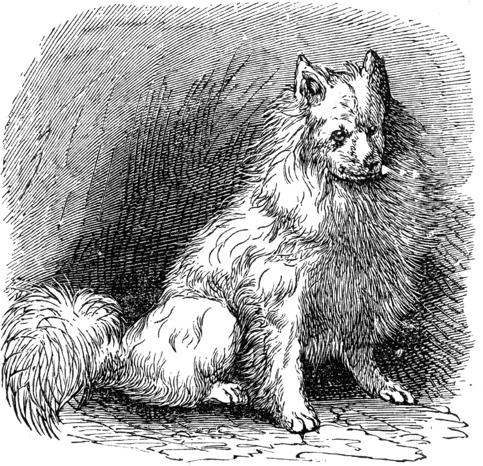 Canadian Eskimo Dog