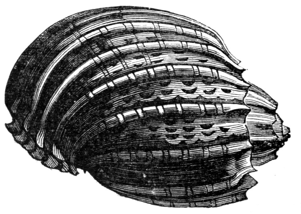 Harp Shell