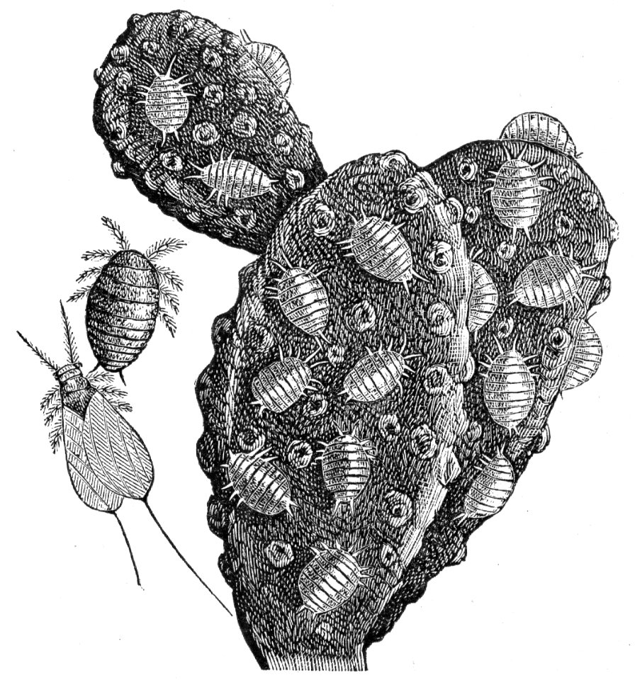 Cochineal