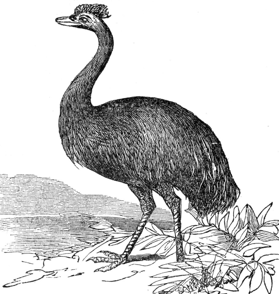 Emu
