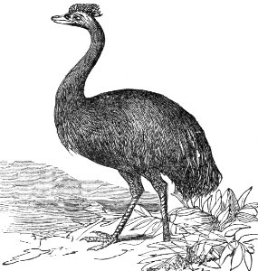 Emu. Free illustration for personal and commercial use.
