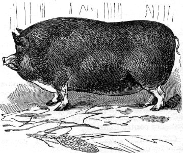 Berkshire Pig