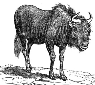 Black Wildebeest (Gnu). Free illustration for personal and commercial use.
