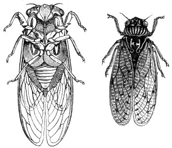 European Cicadas. Free illustration for personal and commercial use.