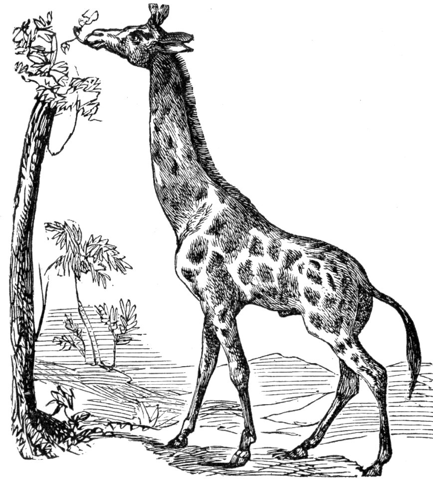 Giraffe. Free illustration for personal and commercial use.