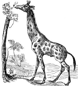 Giraffe. Free illustration for personal and commercial use.