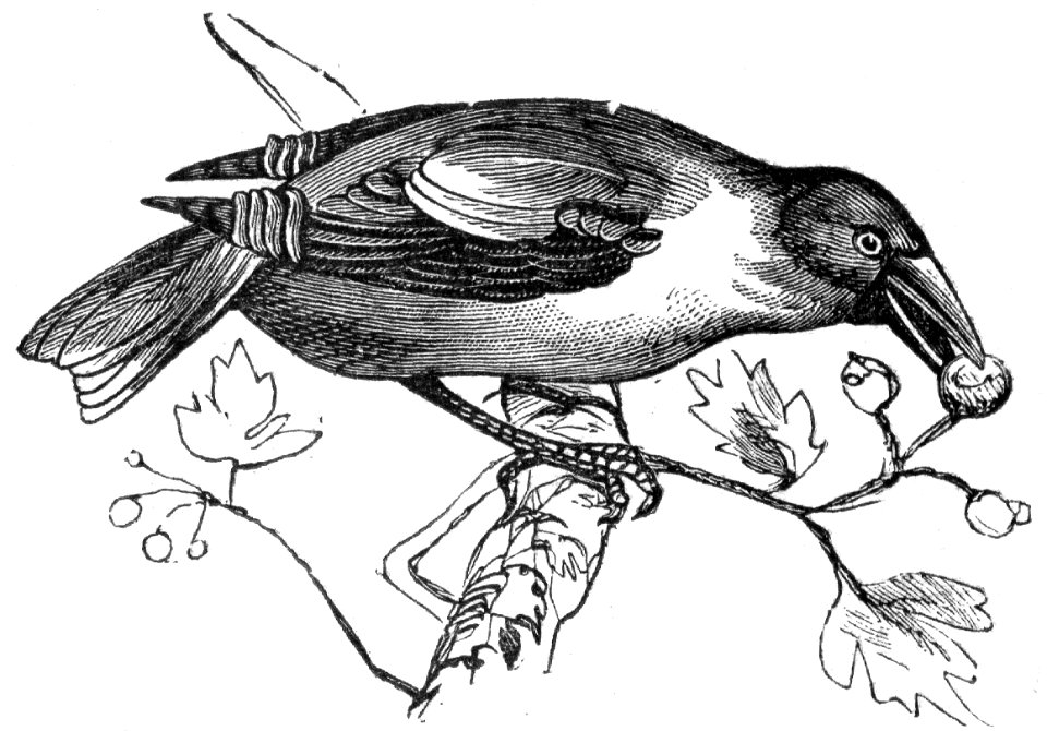 Hawfinch