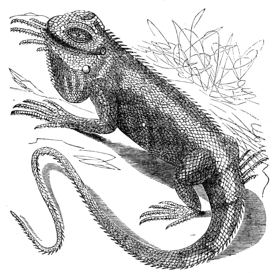 Green Iguana