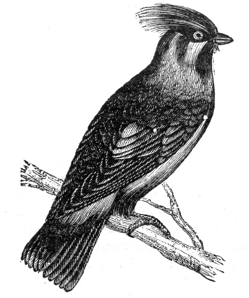 Bohemian Waxwing