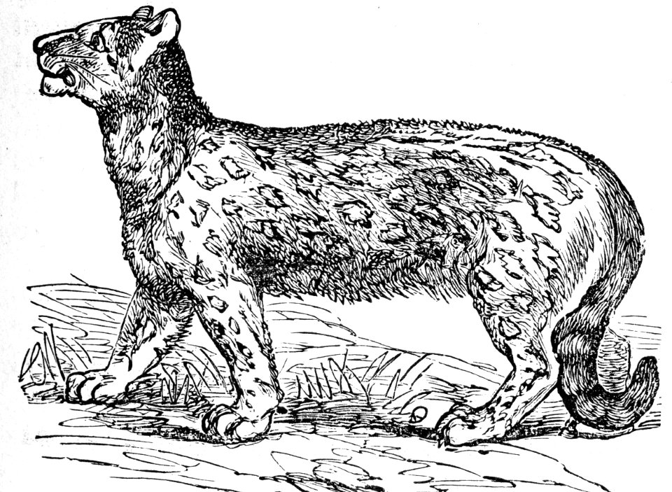 Snow Leopard