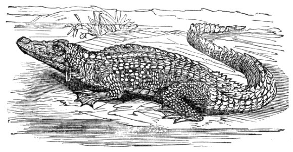 Saltwater Crocodile. Free illustration for personal and commercial use.