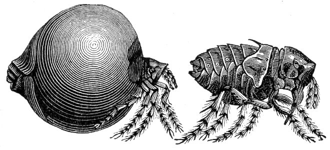 Chigoe Flea