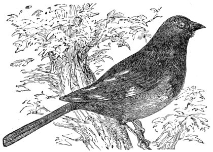 Eastern Towhee. Free illustration for personal and commercial use.
