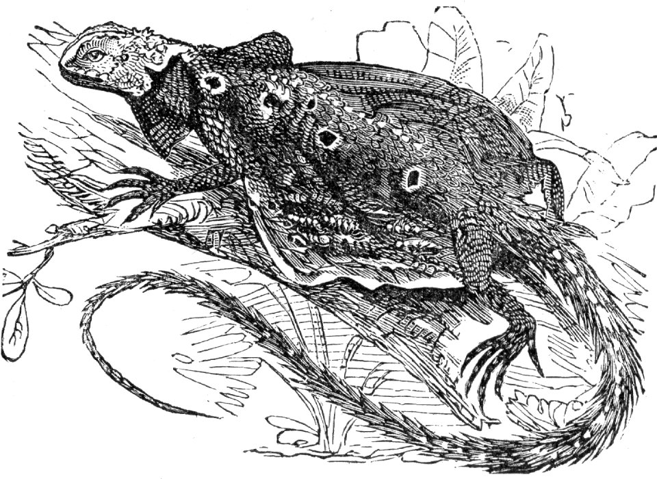 Draco fimbriatus