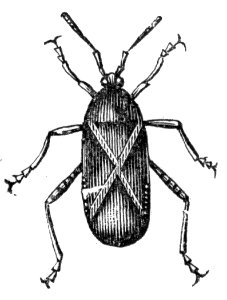 Squash Bug. Free illustration for personal and commercial use.