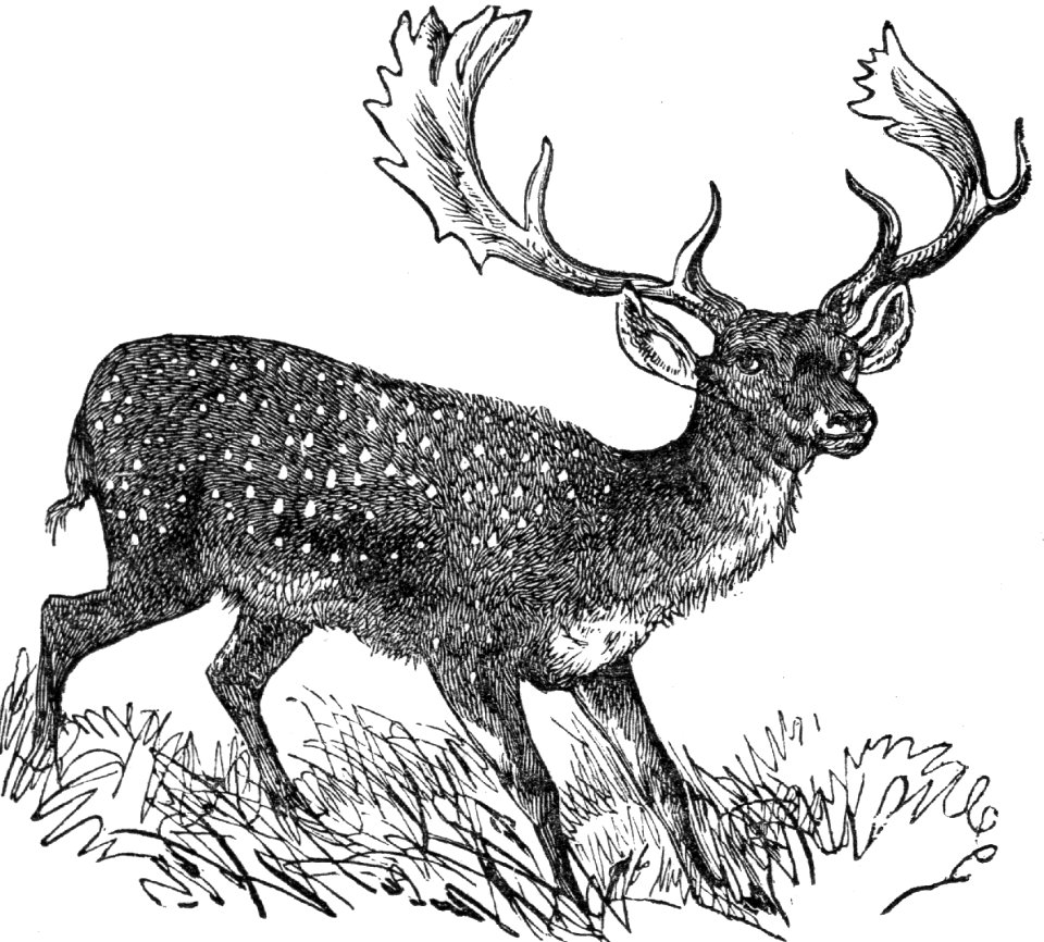 Fallow Deer
