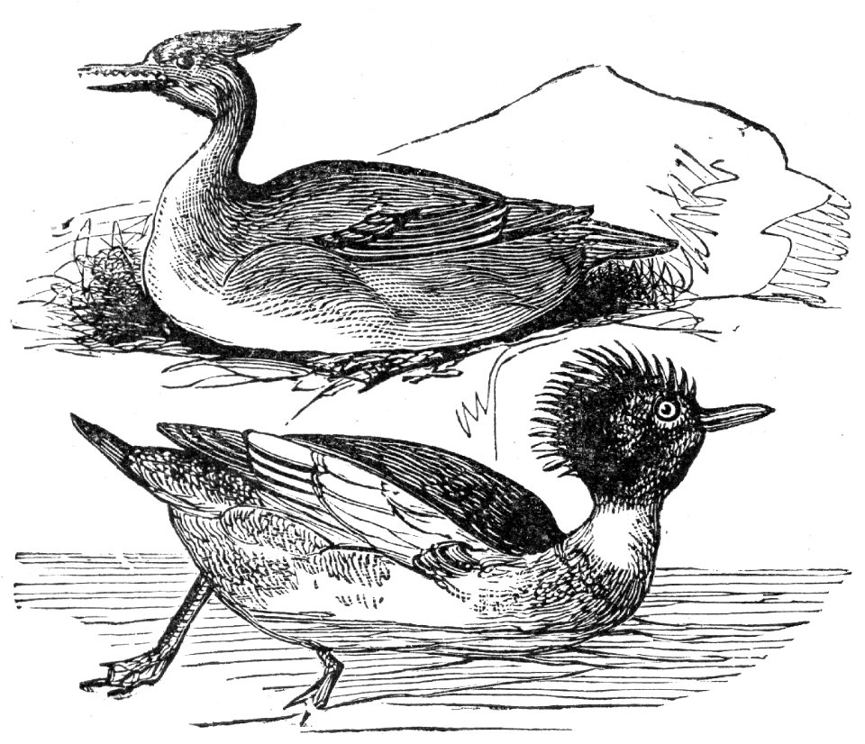 Red-Breasted Merganser