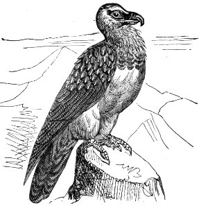 Lammergeier