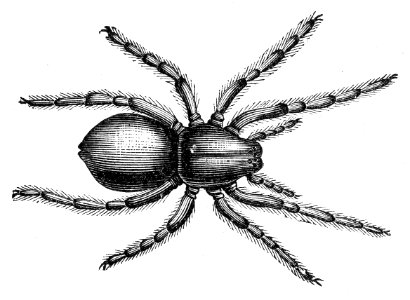 Geolycosa fatifera